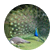 Peahen117
