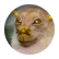 PennyBird1