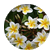 PetreaKSPS