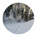Ponderosa