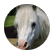 PonyKid101