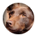 Puppyluva88