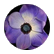PurplePancake21