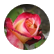 RoesBud
