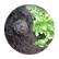 SIMA