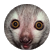 Shellum1