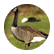 Sherhawk