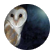 SilverOwl