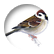 Sparrow11