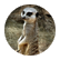 TheLaughingGiraffe