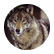 Thewolf