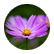 VIJ11