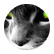 Vanali