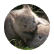 Wombat305