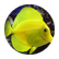 ahodge