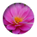alisonr066