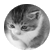 allie80cat