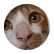 angiedogs