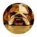 bulldoglov01