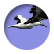cassandradual