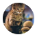 catpie2
