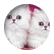 catworld6