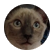 cococat24