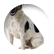 coradura