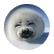 dana123