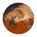 devin1214