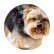 dog16