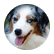 dogbird