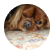 dogheads