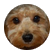 doglover12