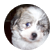 doopycreator1