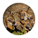 downsc
