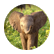 elefant282
