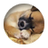 elliecatanzarity