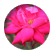 elliottaven