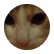 emmagene