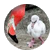 flamingos