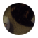flecki