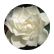 gardenia