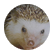 greysee