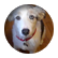 heyitsdoglover