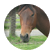 horseylova
