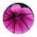 ivorh