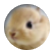 kbroadus