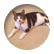 kittycats212