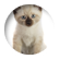 kittykat14